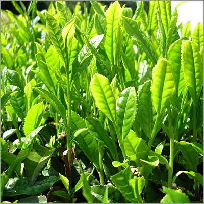 tea-leaves-183304